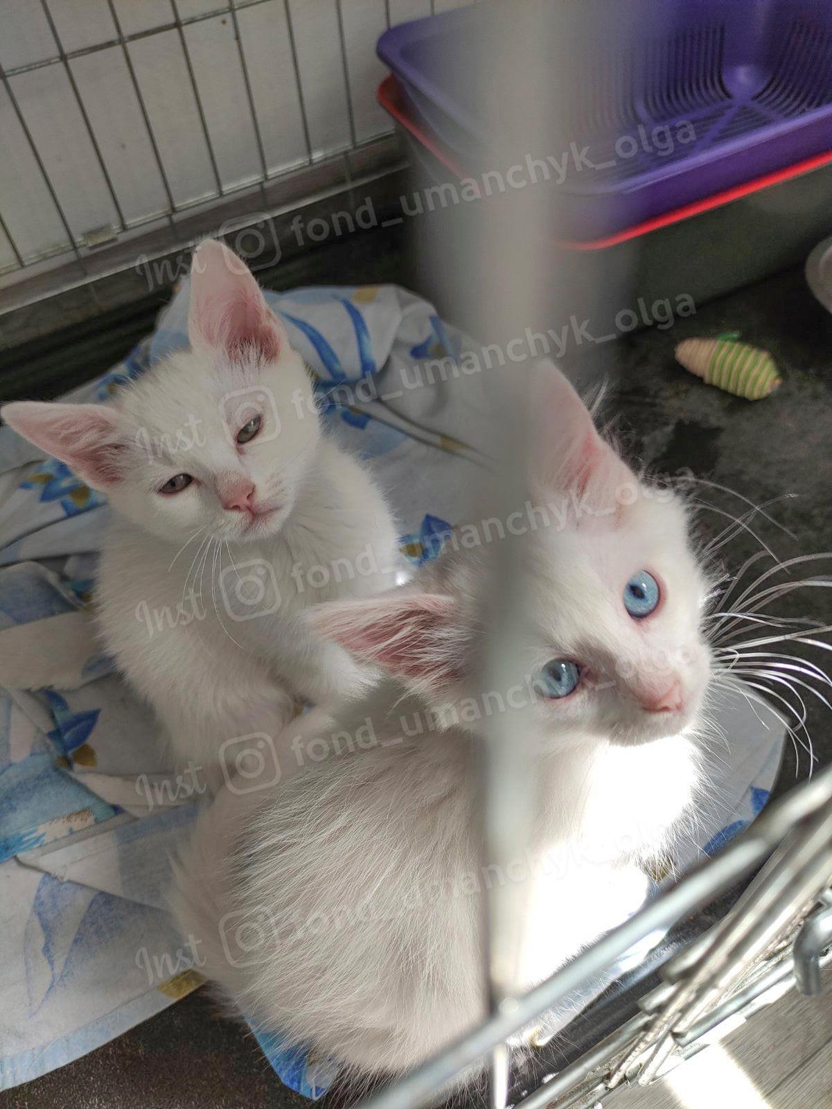 Котята, которых выкинули на улицу