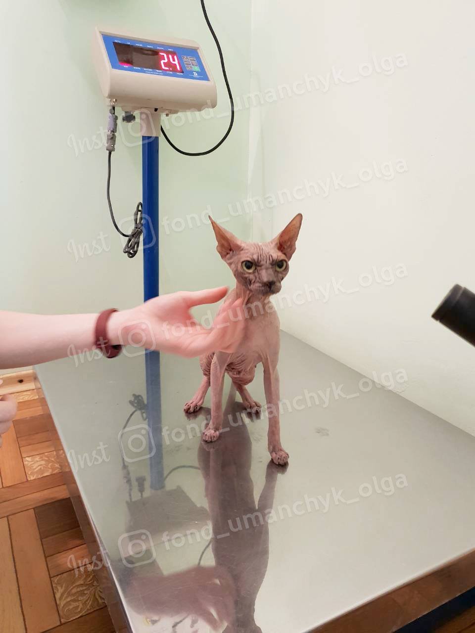 Истощенный сфинкс