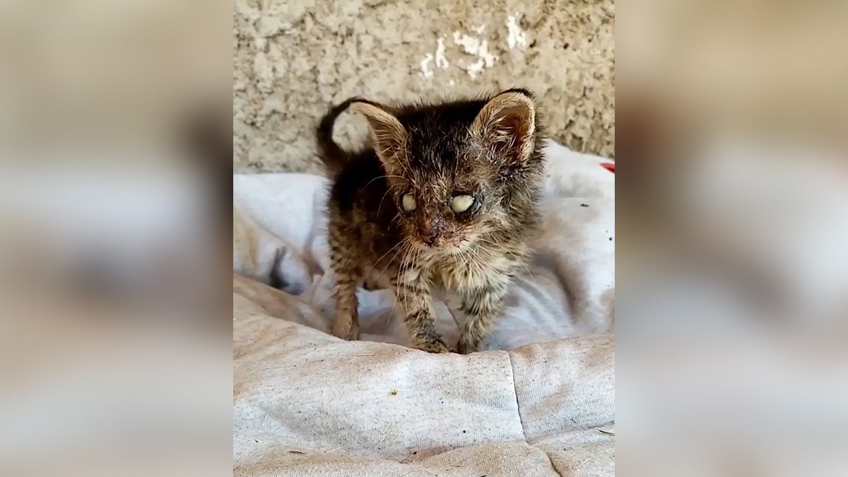 Машенька Машенька