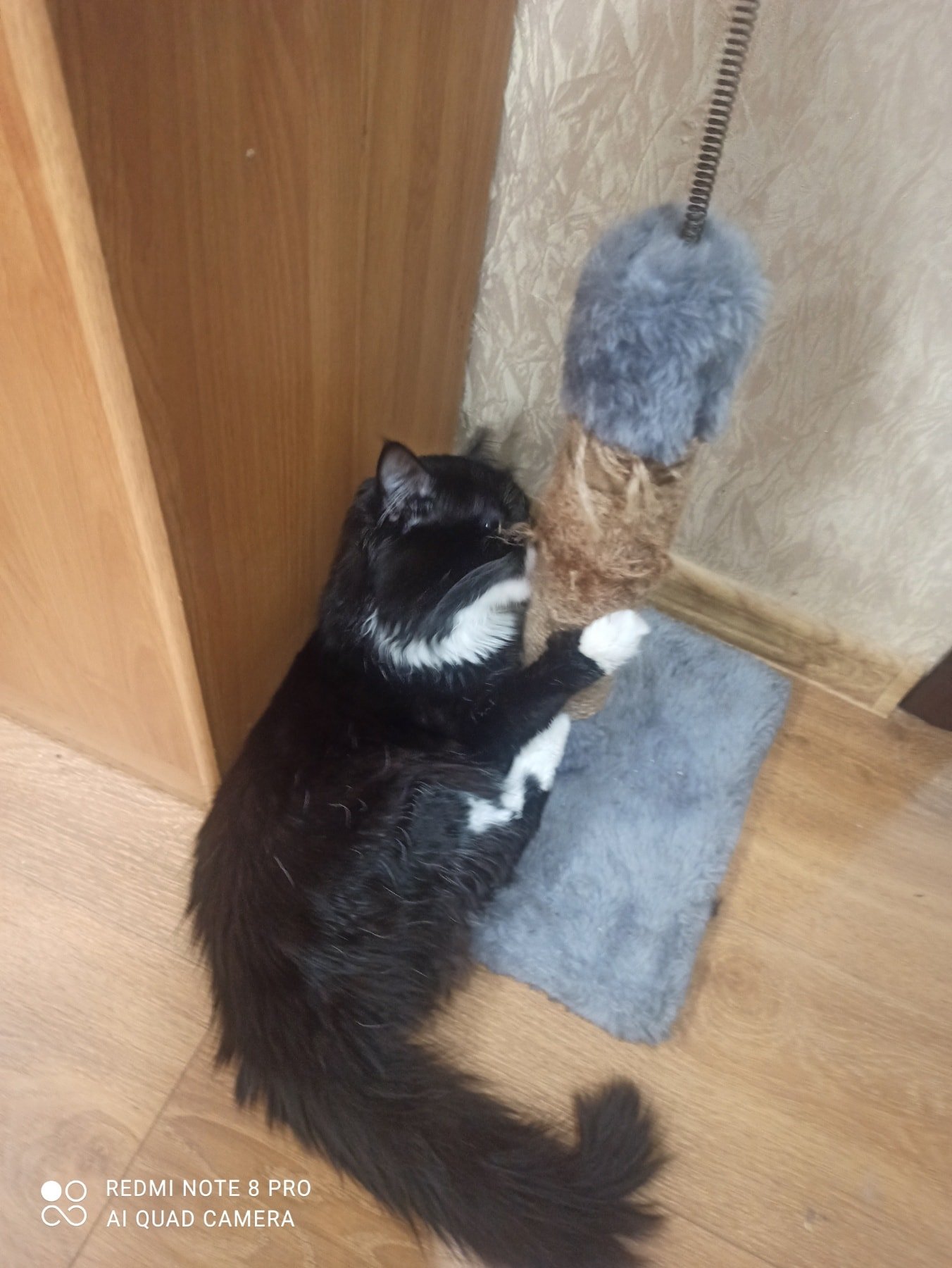 Кот Филя