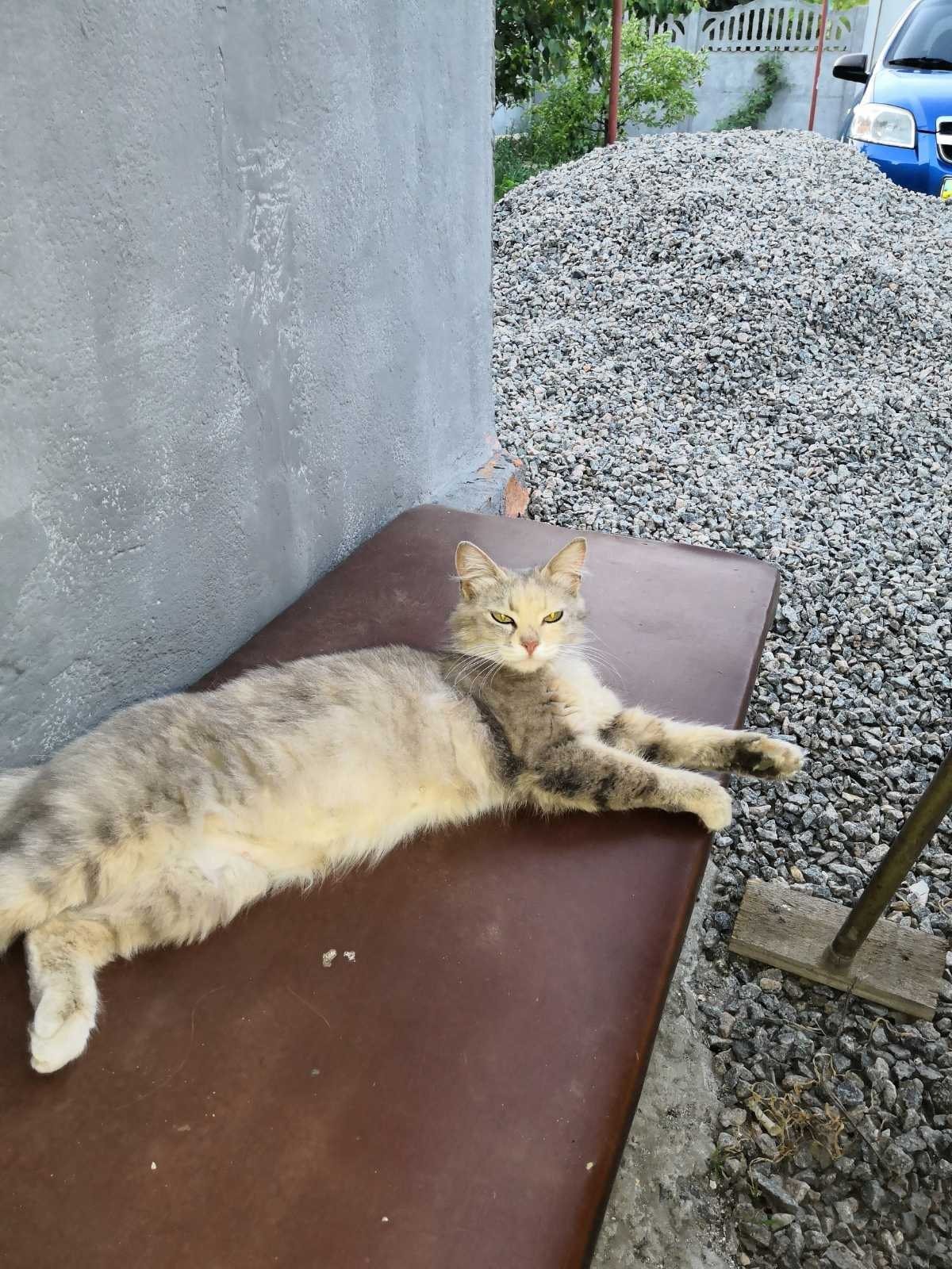 Сбежавшая кошка