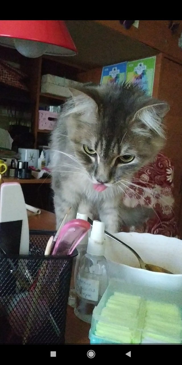 Кот Маркиз