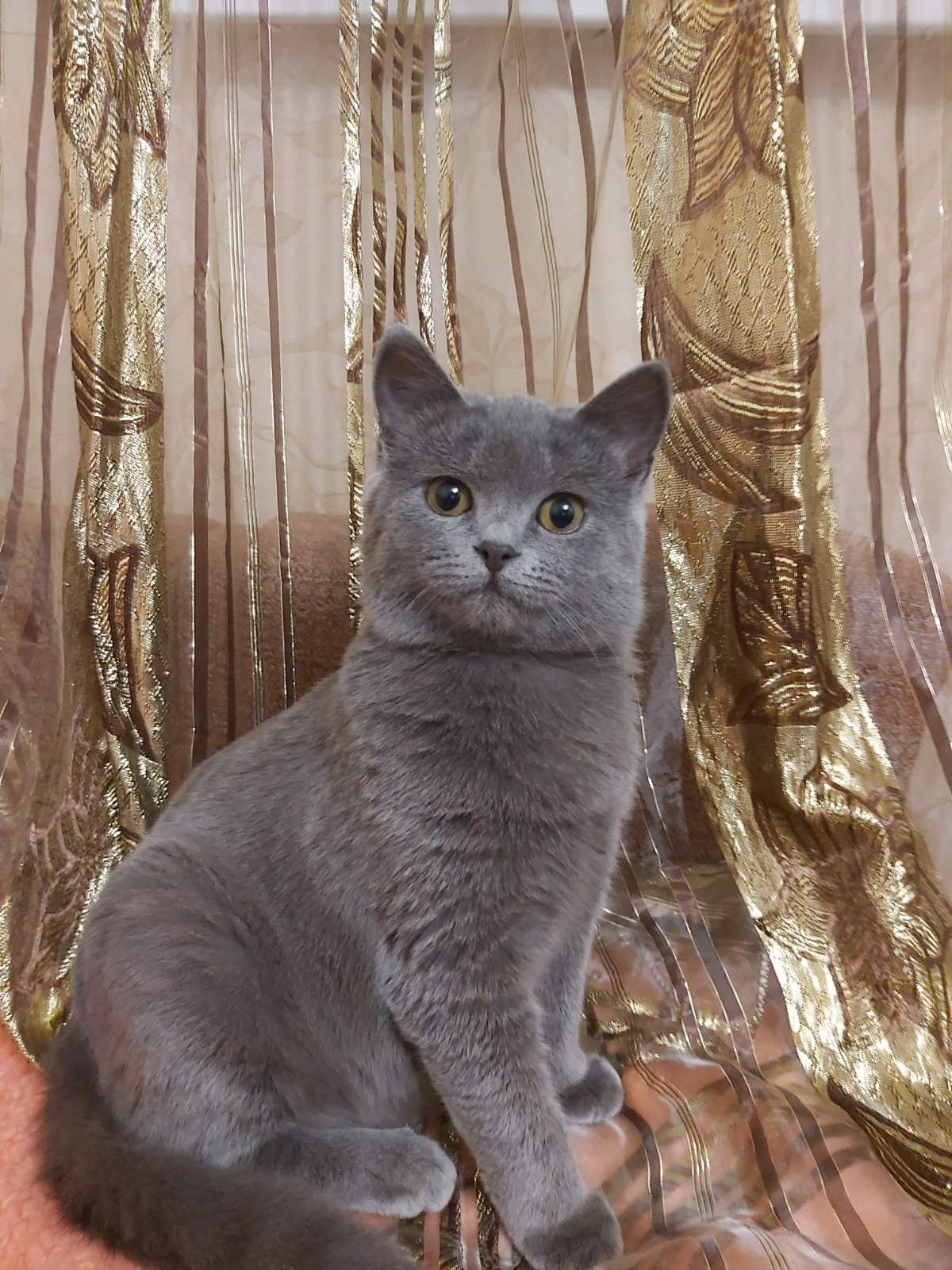Британская кошка Британская кошка