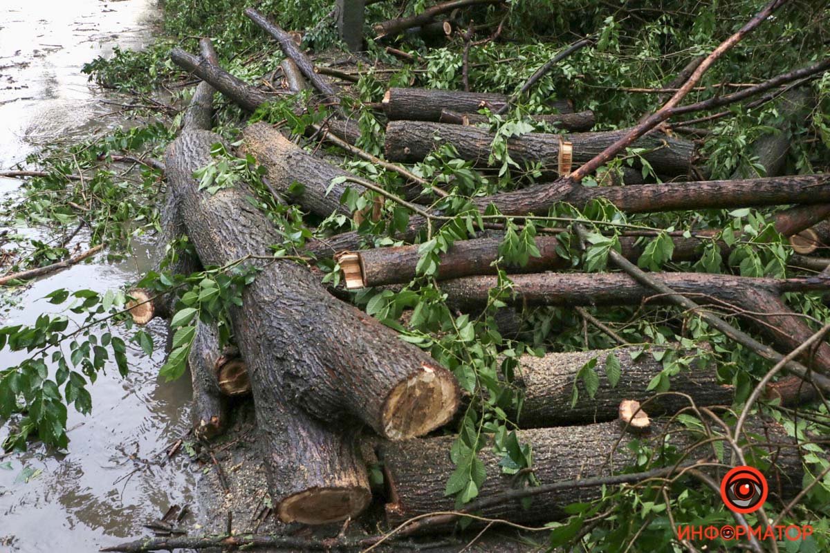 В Днепре на Каширской на Lanos упало дерево: проезд затруднен 3