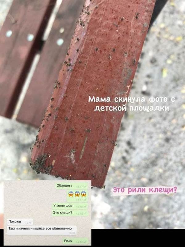 Смотрите внимательно на лапки насекомого