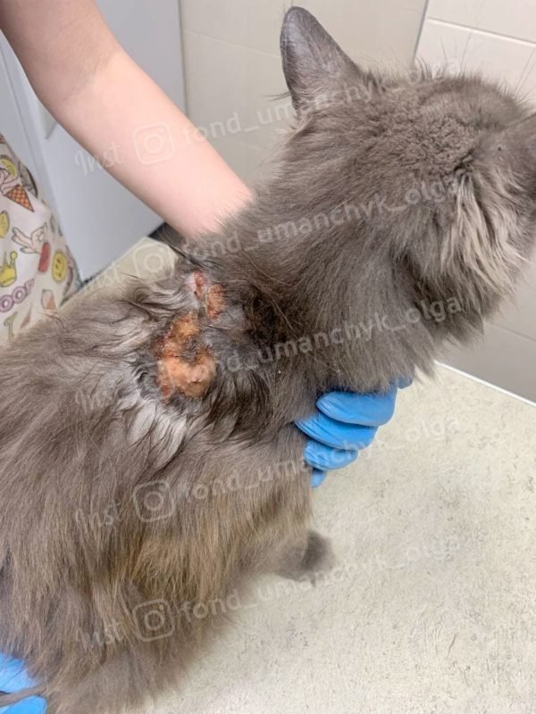 В Днепре кошку облили кислотой: помогите спасти 1