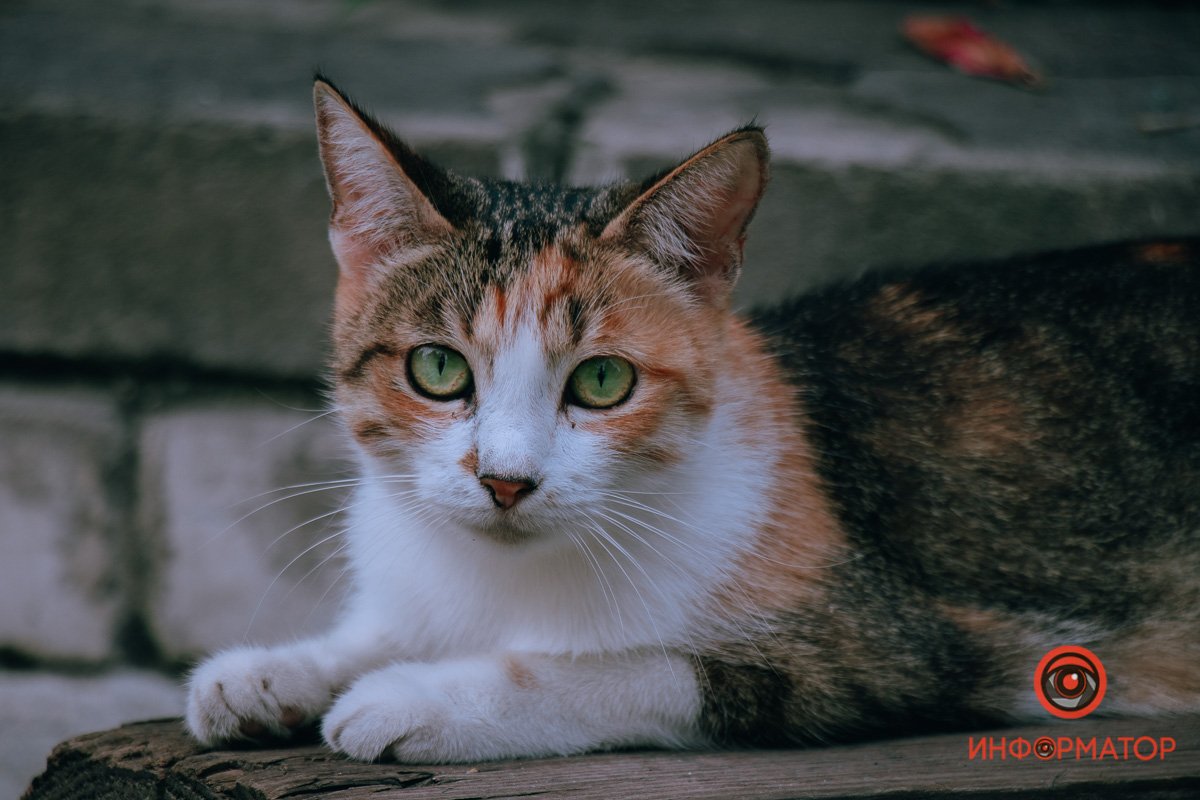 Почему не Либкнехта и кто такой Грушевский: где в Днепре находится «площадь Массовых действ» 36