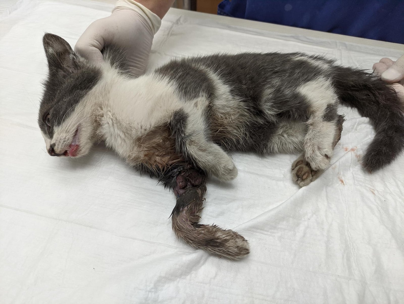 Котенок Маус