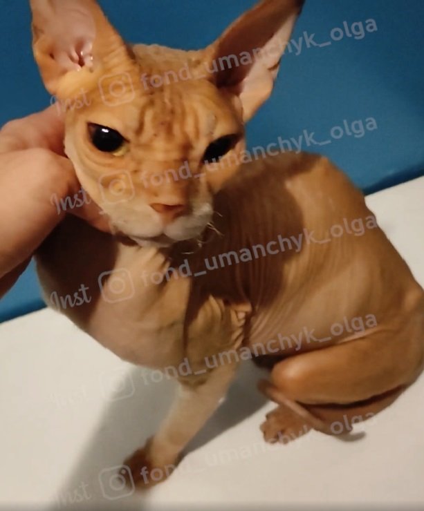 Сфинкс Алиса