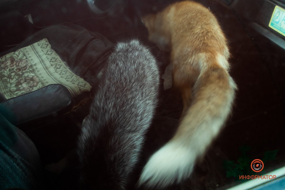 Лисят держали в машине