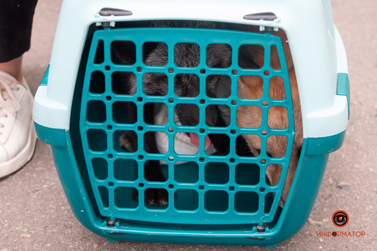 Чернобурка