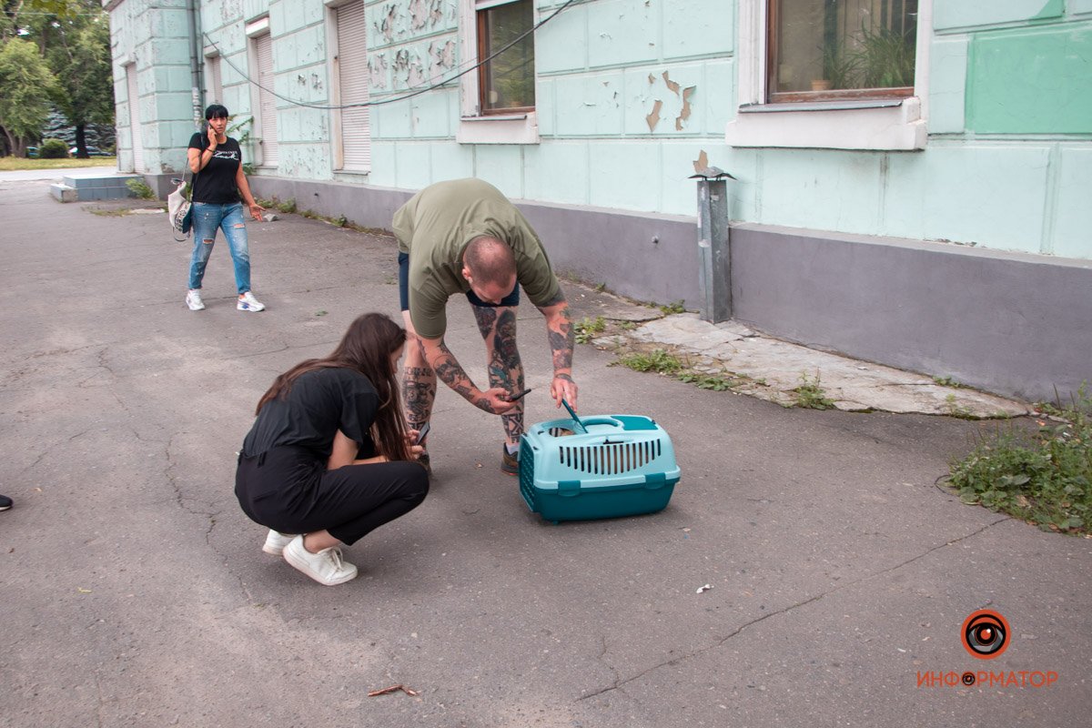 Животные в руках волонтеров