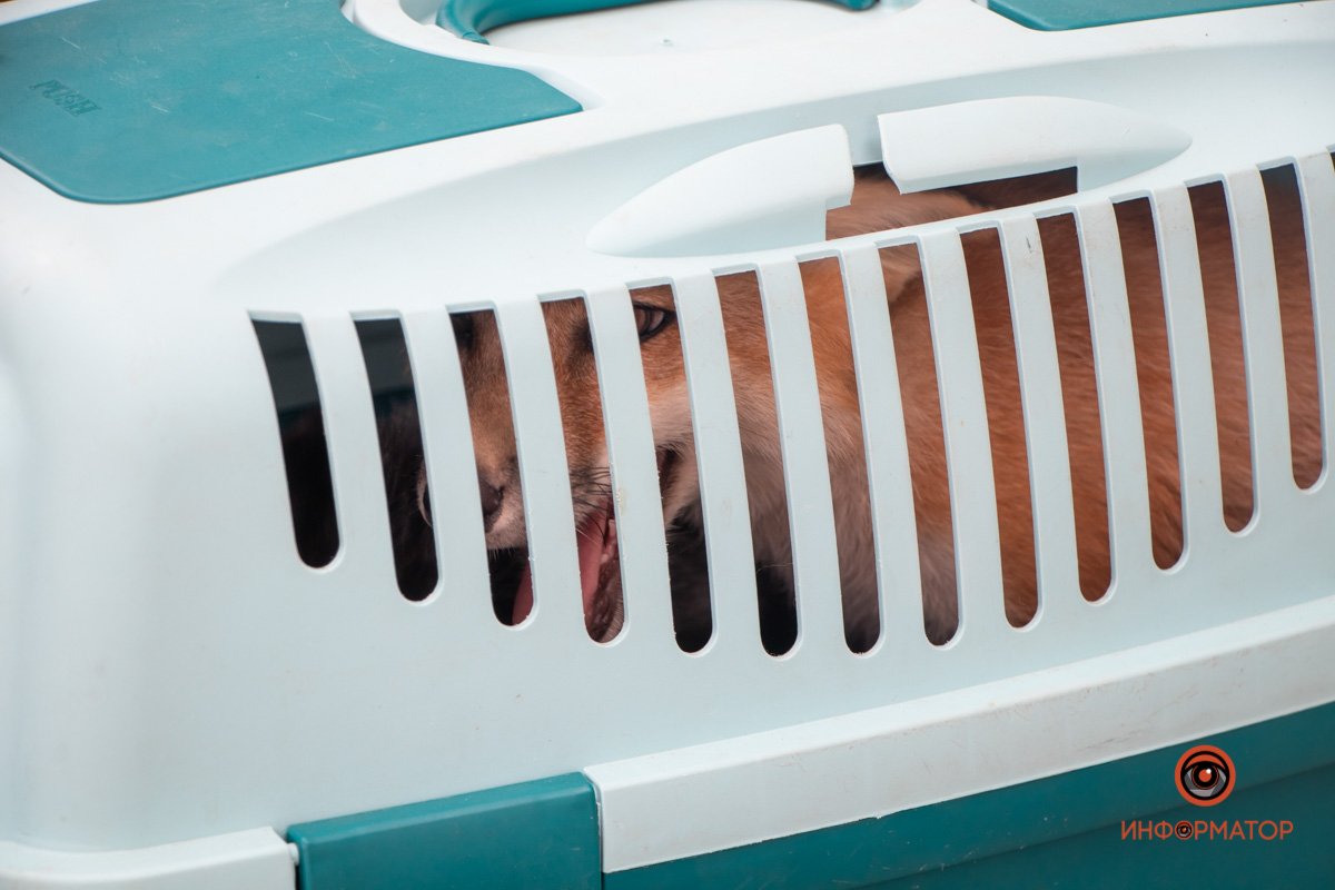 Красивый зверь