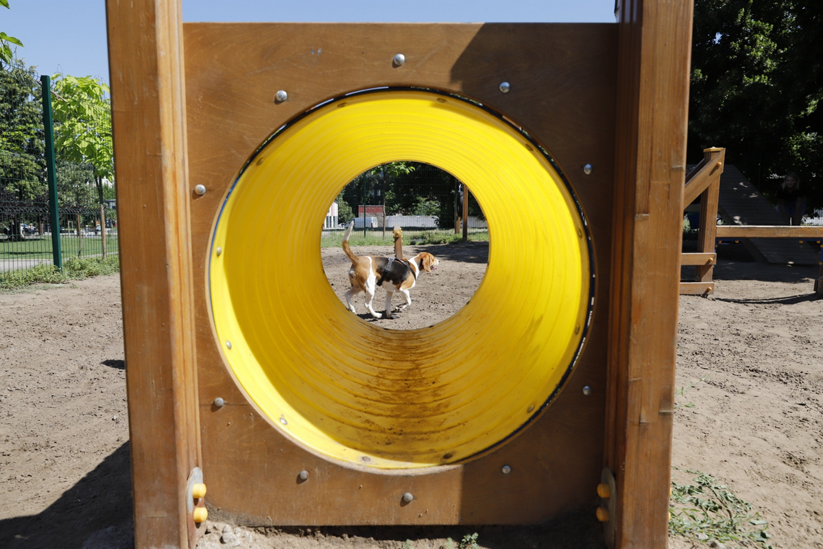 В Днепре построят ещё четыре площадки для выгула собак: где и когда 1