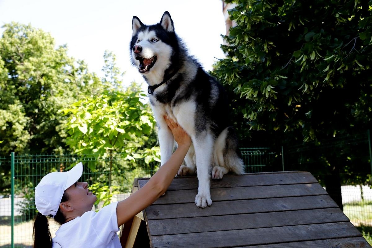 В Днепре построят ещё четыре площадки для выгула собак: где и когда 4