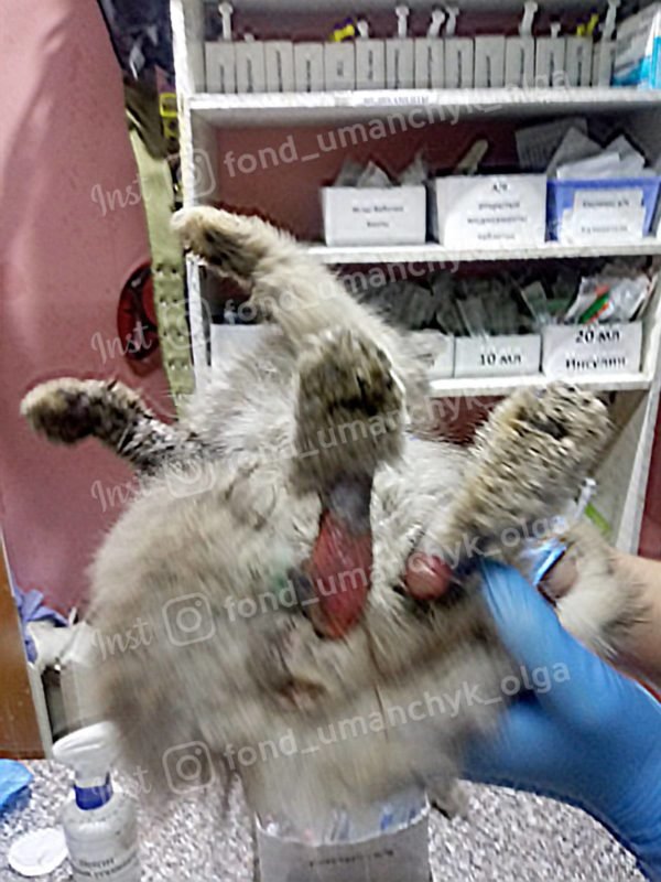 Кошка Элизабет находится в ветеринарной клинике