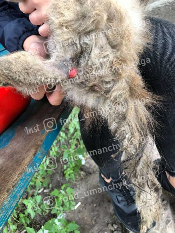 Еще кошке Элизабет необходимо переливание крови, капельницы, стационар, УЗИ, рентген и анализы