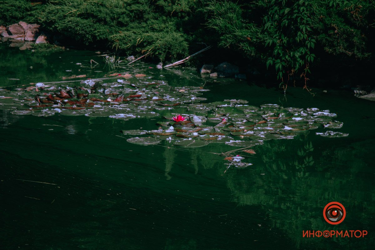 Символ короля