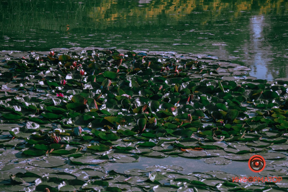 Только распускаются