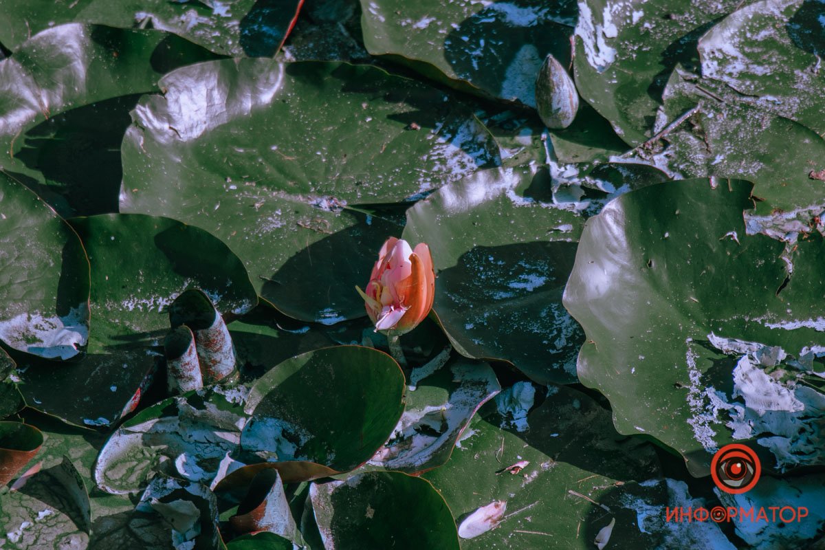 Бутон очень старается