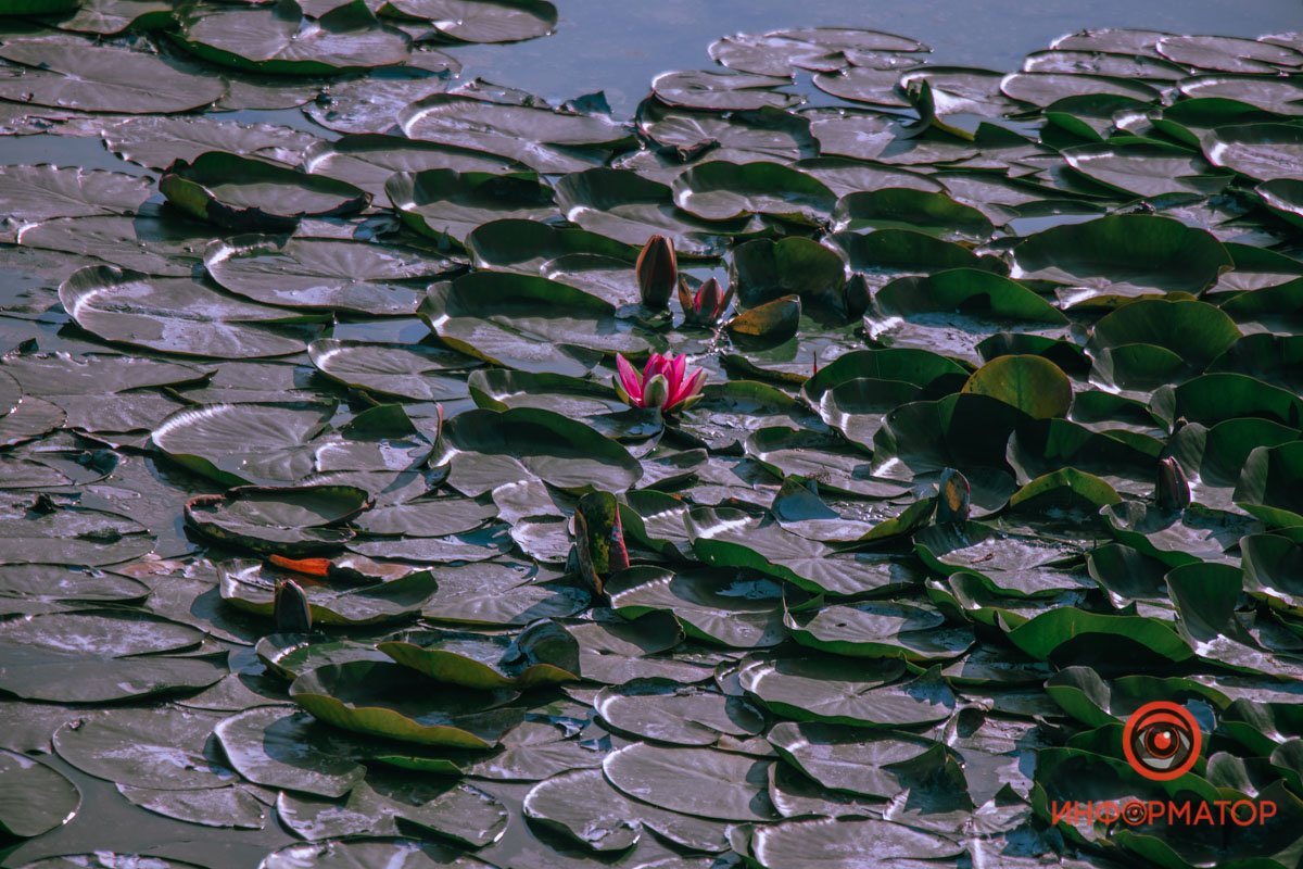 Корни глубоко