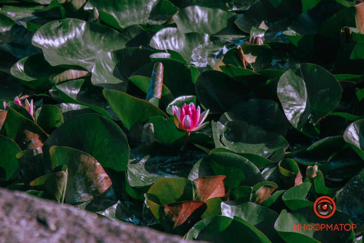 Водная лилия