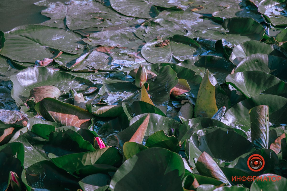 Спрятались