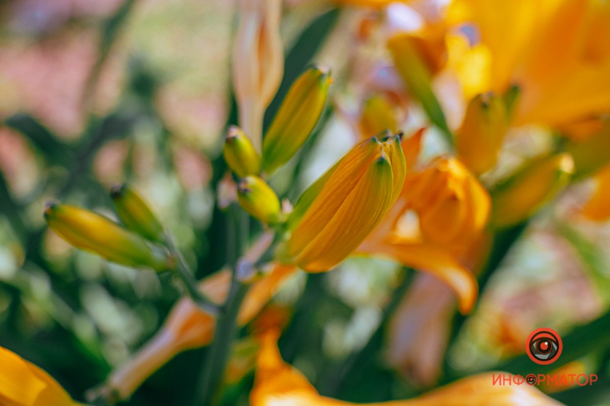 Яркие солнышки