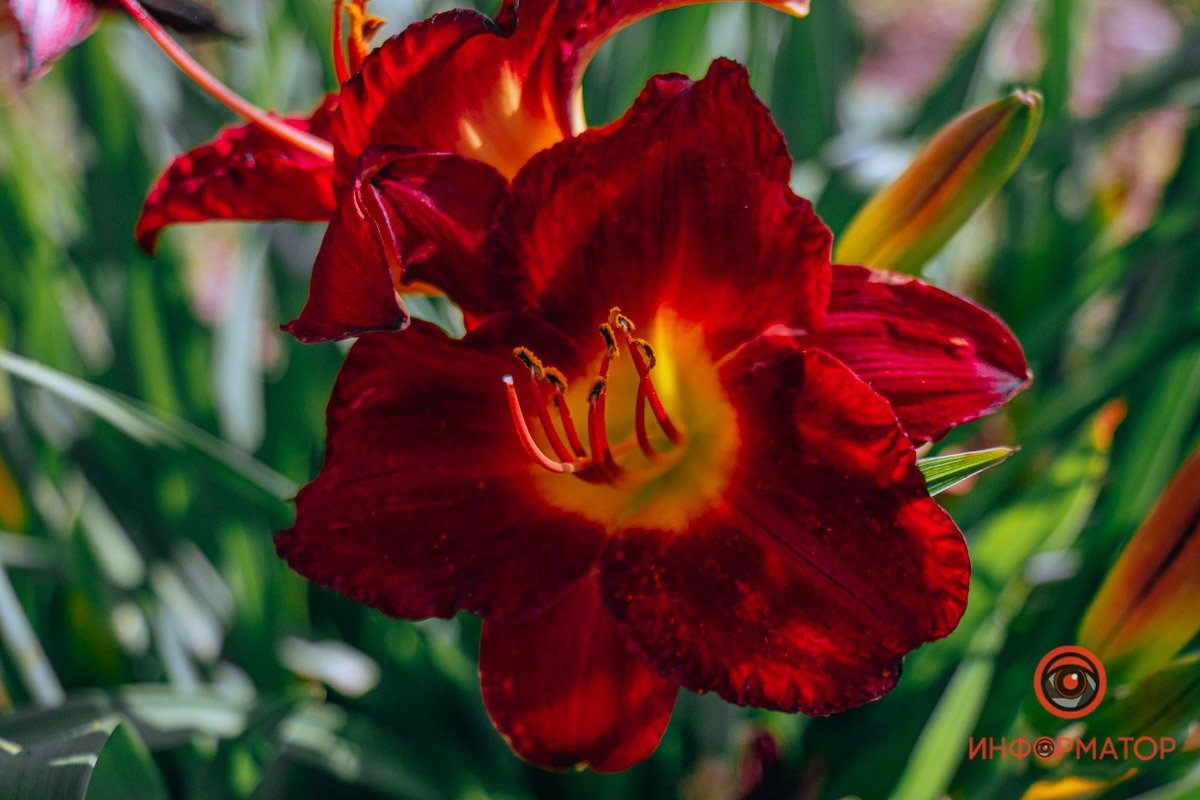 Красные лепестки лилий