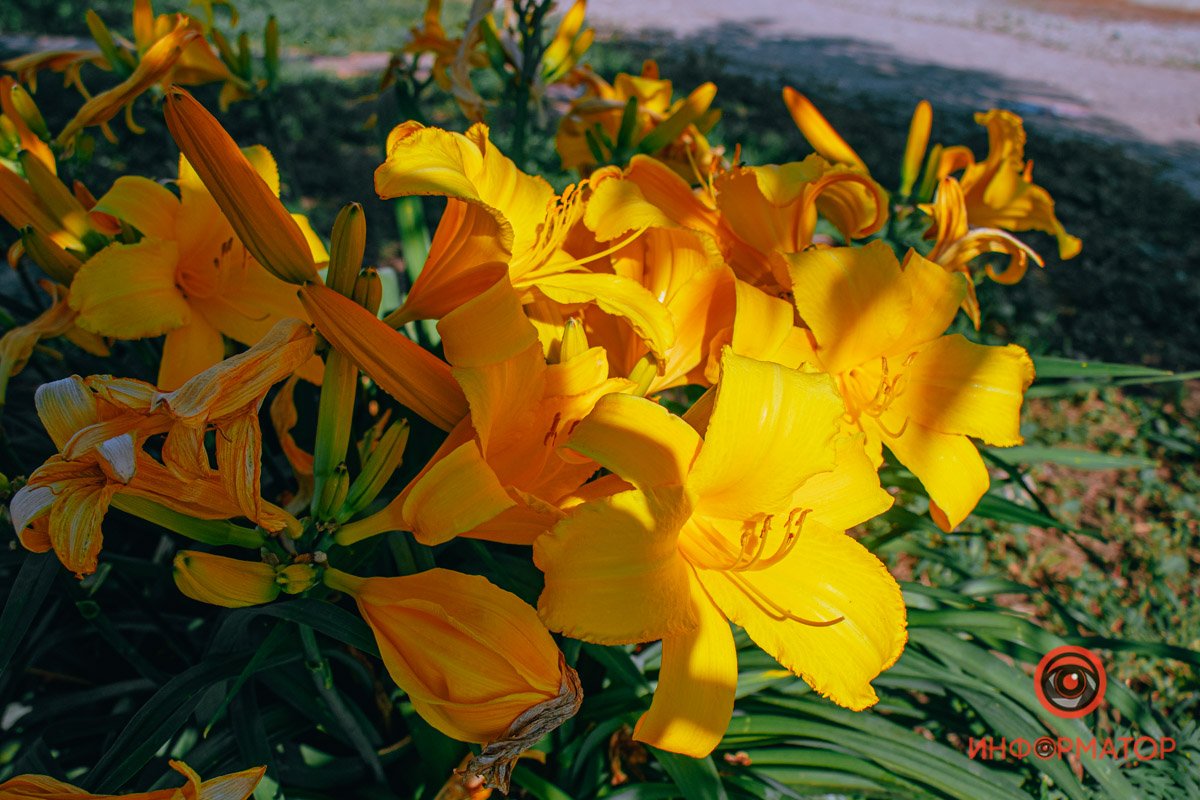 Спрятались в тени