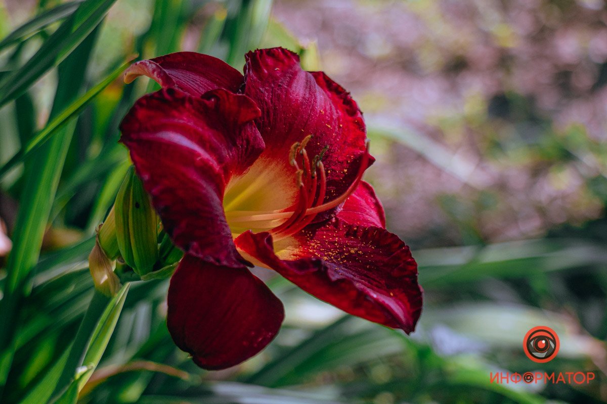 Пропитаны солнечными лучами