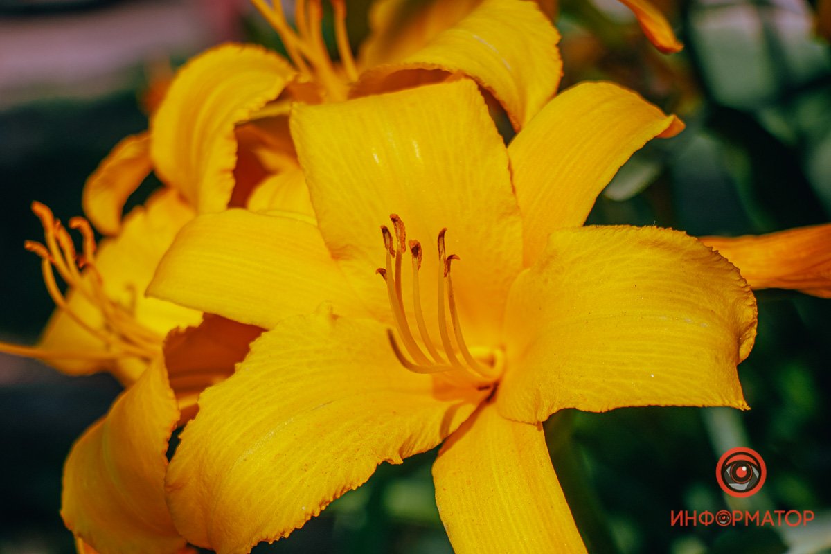 Впитали в себя солнце