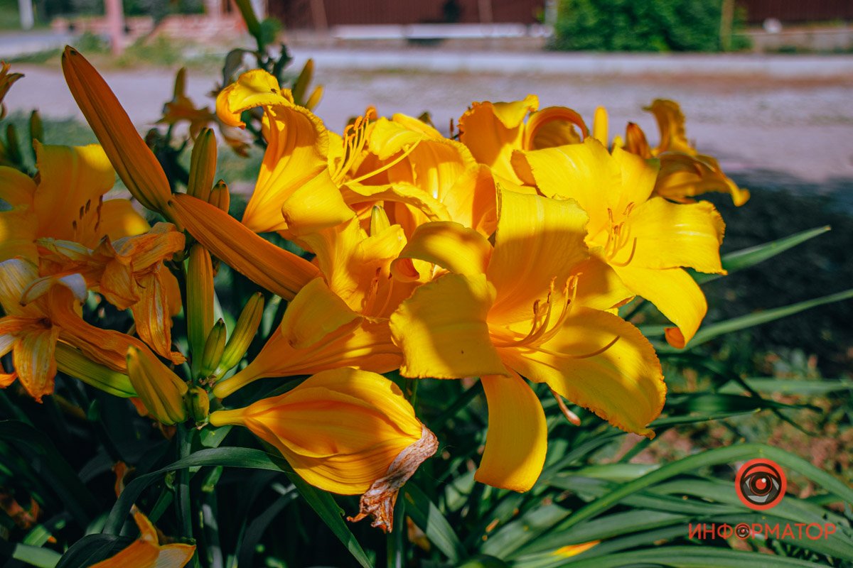 Солнечное солнце