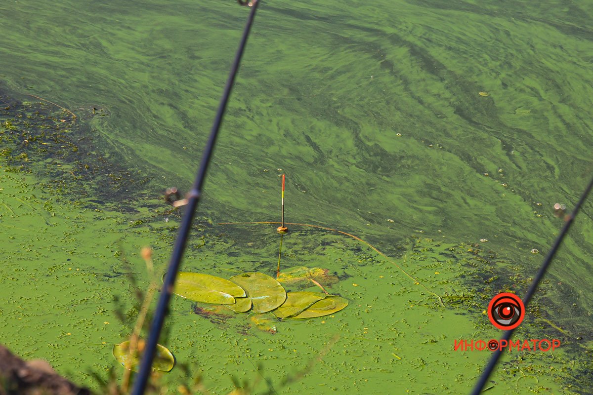 Практически слился с цветущим Днепром