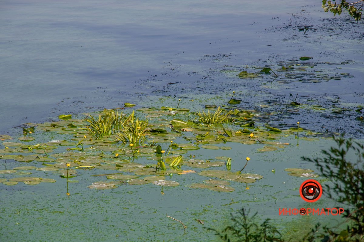 Много водорослей