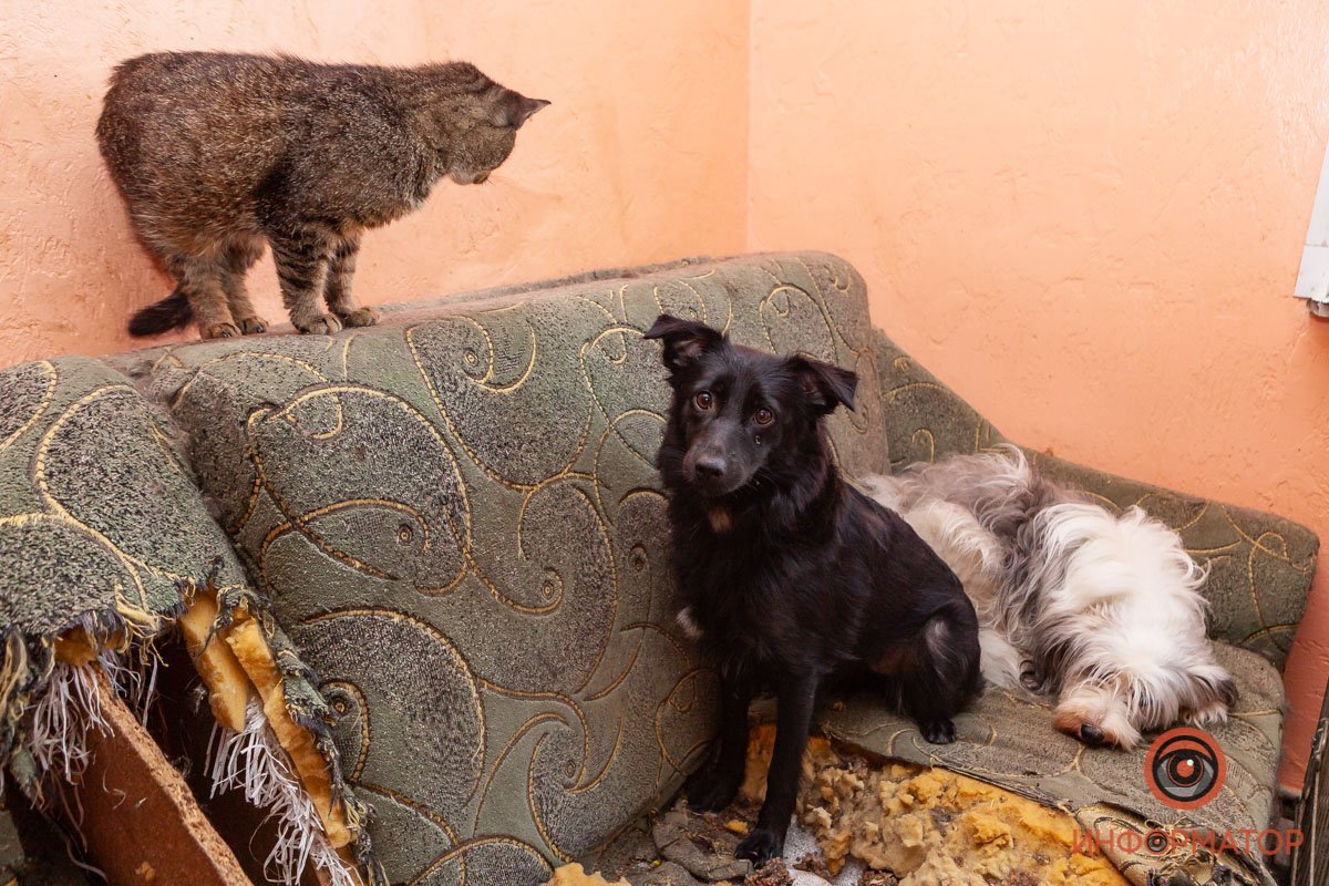 Лучик надежды: где в Днепре найти себе друга и как помочь приюту для животных 1