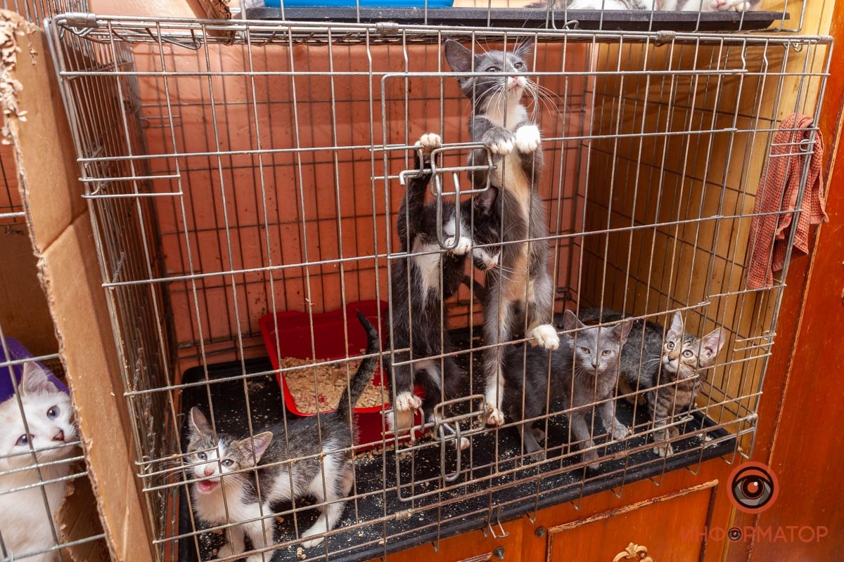 Лучик надежды: где в Днепре найти себе друга и как помочь приюту для животных 2