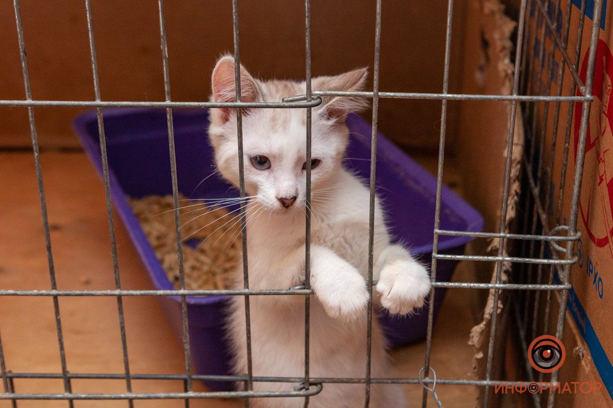 Лучик надежды: где в Днепре найти себе друга и как помочь приюту для животных 3