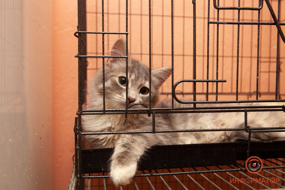 Лучик надежды: где в Днепре найти себе друга и как помочь приюту для животных 4