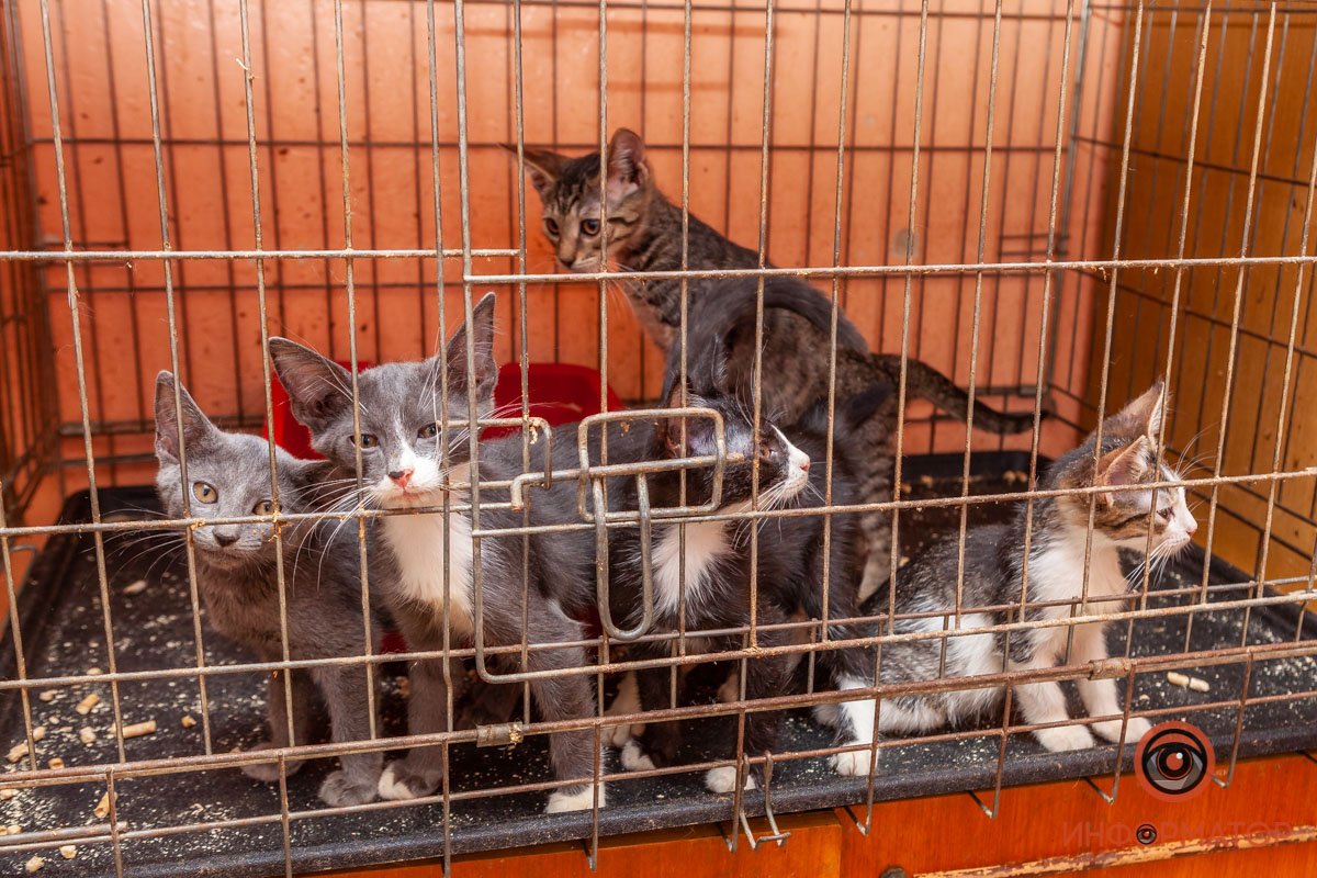 Лучик надежды: где в Днепре найти себе друга и как помочь приюту для животных 5