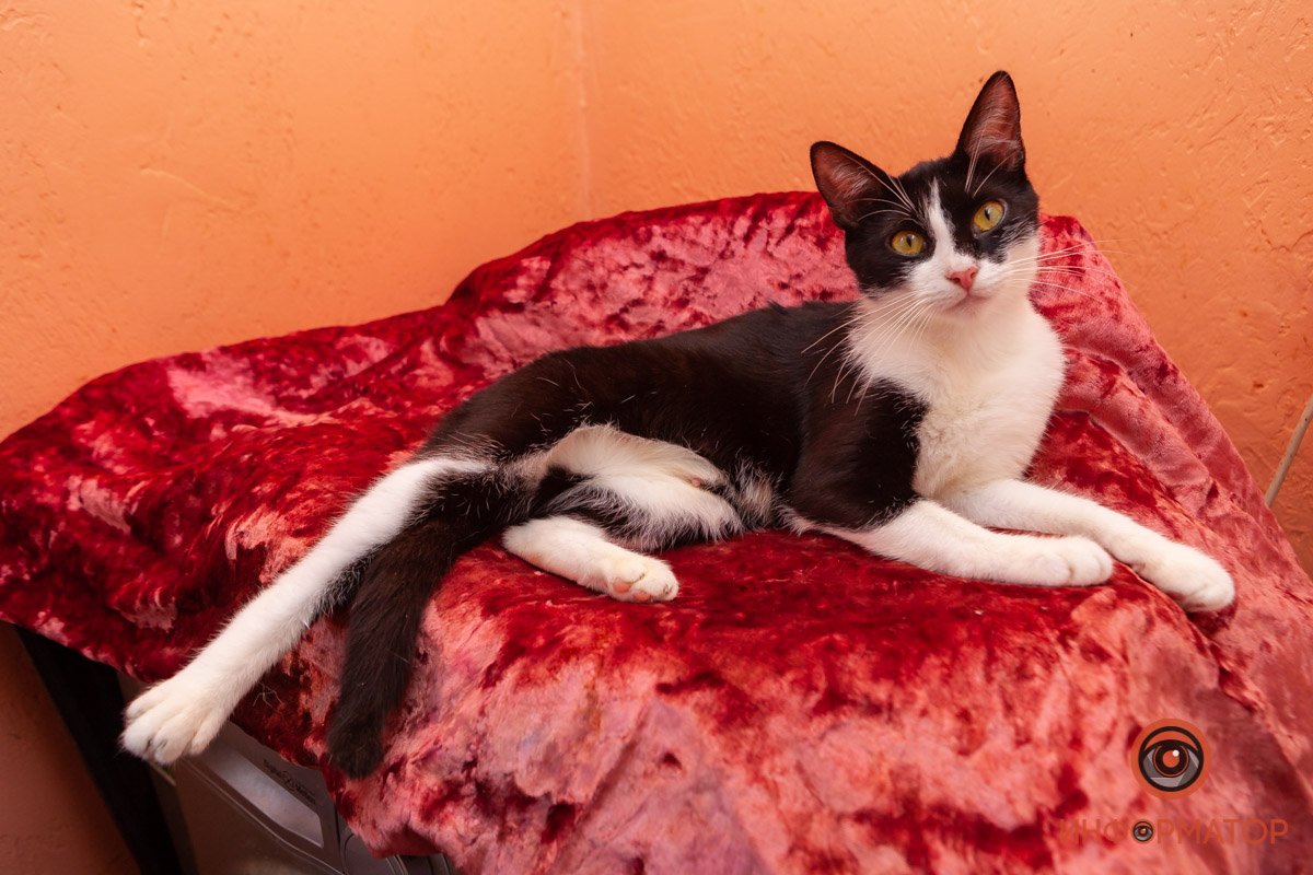 Лучик надежды: где в Днепре найти себе друга и как помочь приюту для животных 6