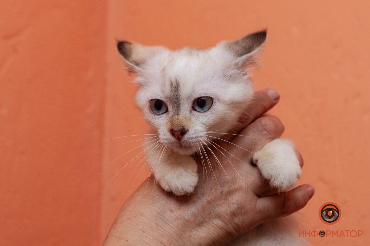 Лучик надежды: где в Днепре найти себе друга и как помочь приюту для животных 7