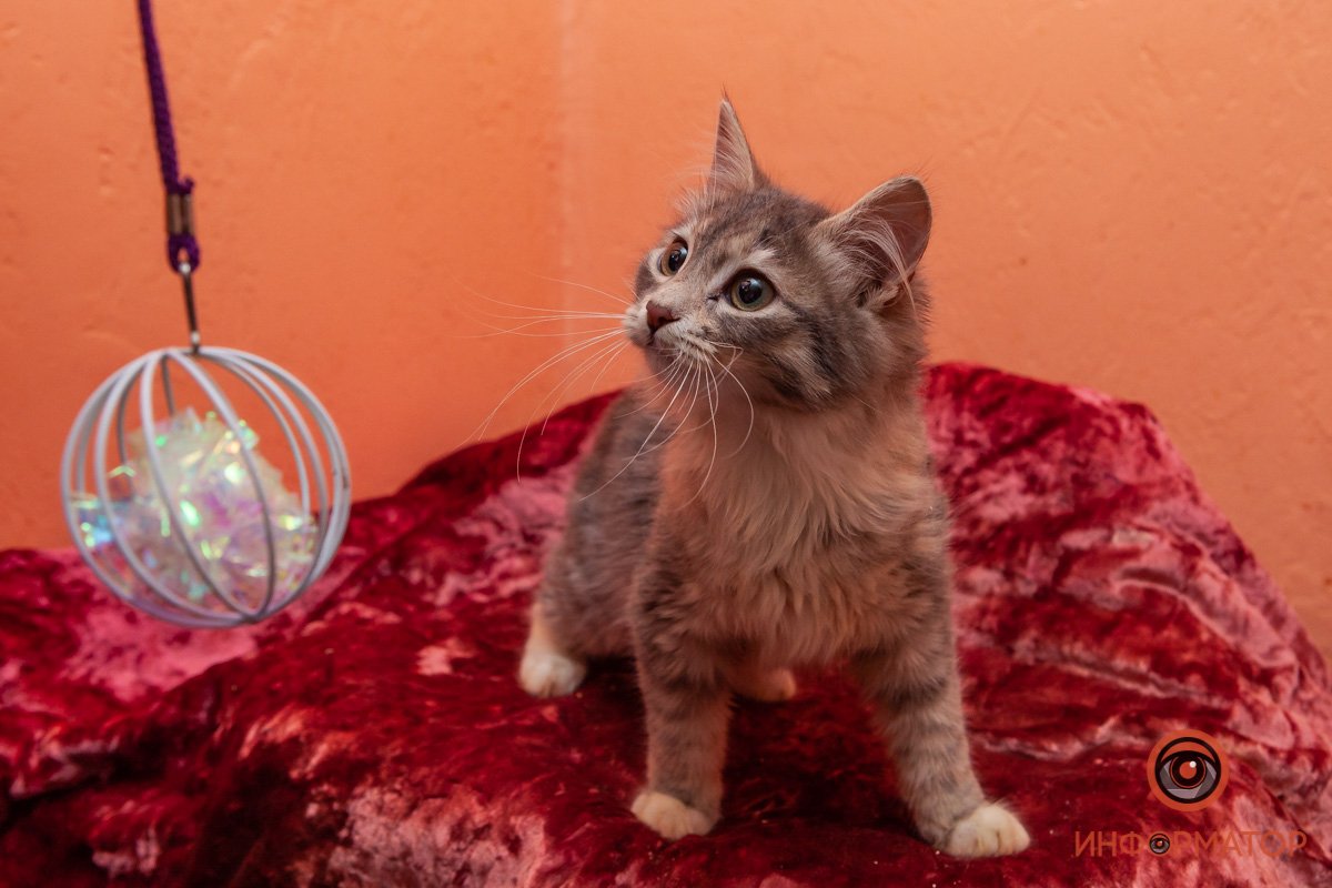 Лучик надежды: где в Днепре найти себе друга и как помочь приюту для животных 8