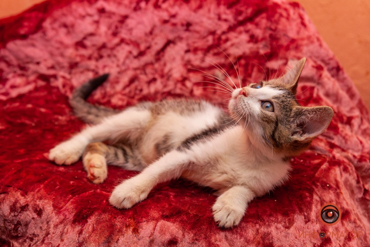 Лучик надежды: где в Днепре найти себе друга и как помочь приюту для животных 9