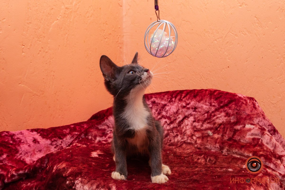 Лучик надежды: где в Днепре найти себе друга и как помочь приюту для животных 10