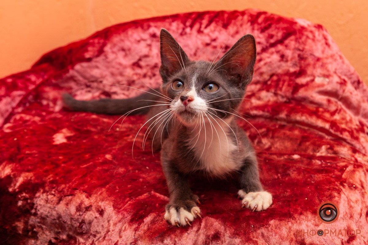 Лучик надежды: где в Днепре найти себе друга и как помочь приюту для животных 11