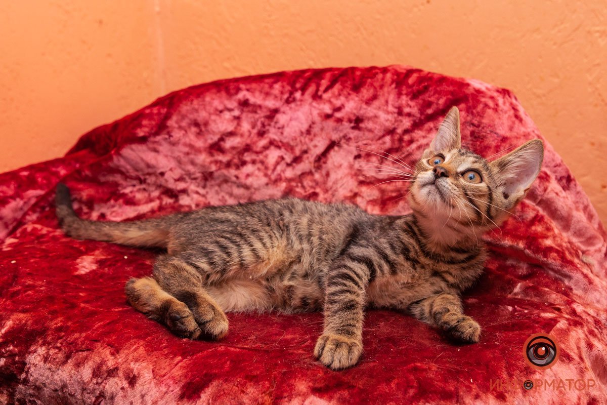 Лучик надежды: где в Днепре найти себе друга и как помочь приюту для животных 12