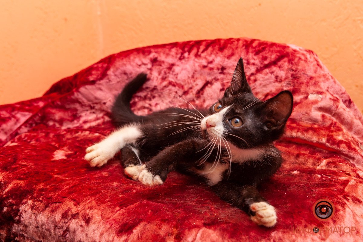 Лучик надежды: где в Днепре найти себе друга и как помочь приюту для животных 13