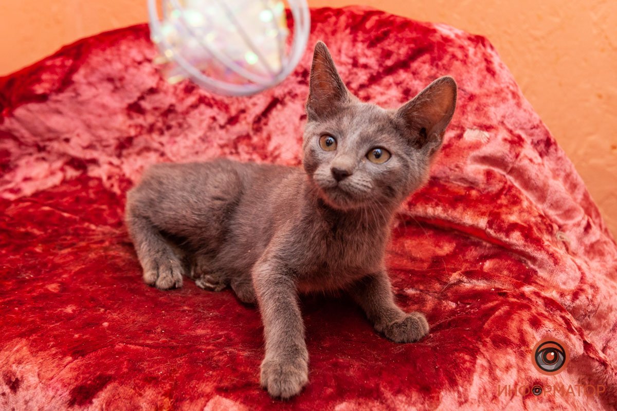 Лучик надежды: где в Днепре найти себе друга и как помочь приюту для животных 14