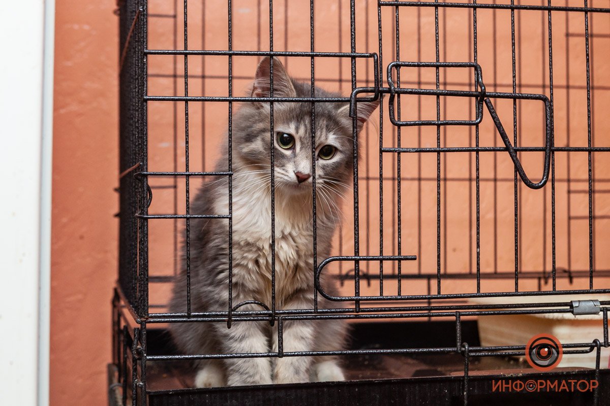 Лучик надежды: где в Днепре найти себе друга и как помочь приюту для животных 15